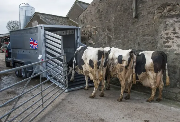 Framed Print : Cattle farming, loading cull dairy cows onto livestock trailer, Barton, Lancashire, England, March Framed Print : Cattle farming, loading cull dairy cows onto livestock trailer, Barton, Lancashire, England, March