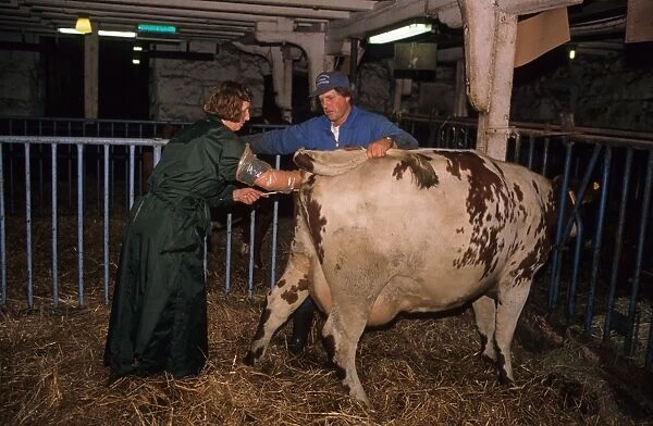 Cattle farming, specialist worker preforming artificial insemination on cow, Sweden