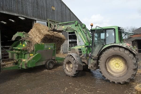 Cattle farming, tractor loading bale of straw into straw chopper used to bed cattle pens, Northumberland, England, May