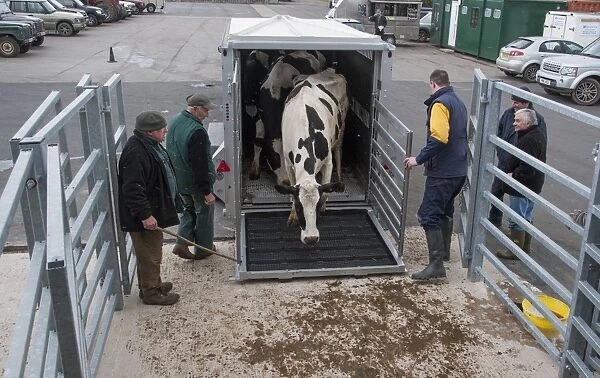 Cattle farming, unloading cull dairy cows from livestock trailer, Brock Livestock Market, Lancashire, England, March