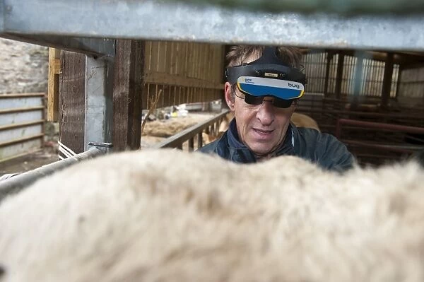 Cattle farming, vet pregnancy detecting cow using ultrasonic scanner and headset to see image in glasses, Cumbria