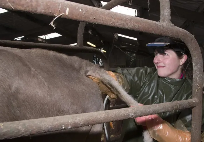 Framed Print : Cattle farming, vet pregnancy testing Brown Swiss dairy cow on farm, Congleton, Cheshire, England, March Framed Print : Cattle farming, vet pregnancy testing Brown Swiss dairy cow on farm, Congleton, Cheshire, England, March
