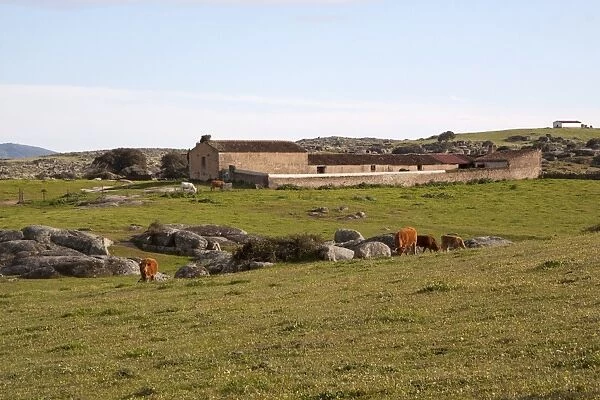 Cattle graze the fields around a small farm on the Belen Plateau, Extremadura, Spain
