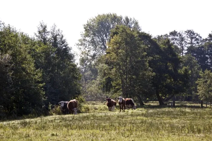 Framed Print : Cattle grazing at Darsham Marsh which are used to help maintain the marshland habitat Framed Print : Cattle grazing at Darsham Marsh which are used to help maintain the marshland habitat