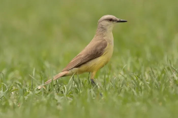 Framed Print : Cattle Tyrant (Machetornis rixosa) adult, standing on grass, Vicente Lopez, Buenos Aires Province, Argentina, october Framed Print : Cattle Tyrant (Machetornis rixosa) adult, standing on grass, Vicente Lopez, Buenos Aires Province, Argentina, october