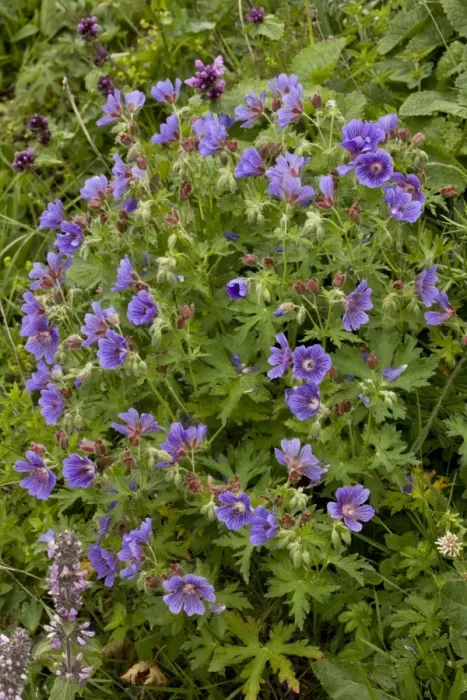Framed Print : Caucasian Cranesbill (Geranium ibericum) flowering, growing on high grazing pasture, Anzar Yayla, Pontic Mountains Framed Print : Caucasian Cranesbill (Geranium ibericum) flowering, growing on high grazing pasture, Anzar Yayla, Pontic Mountains