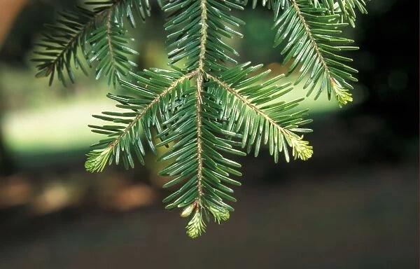 caucasian fir, leaf above