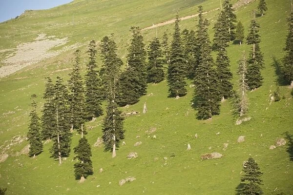 Caucasian Spruce (Picea orientalis) degraded montane forest, heavily overgrazed, at 2000m, Cam Pass, Pontic Mountains