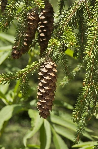 Caucasian Spruce (Picea orientalis) close-up of cones, Pontic Mountains, Anatolia, Turkey, July