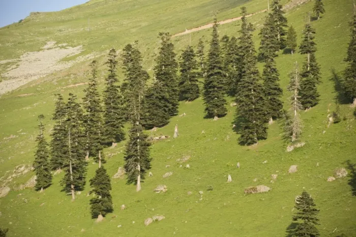 Framed Print : Caucasian Spruce (Picea orientalis) degraded montane forest, heavily overgrazed, at 2000m, Cam Pass, Pontic Mountains Framed Print : Caucasian Spruce (Picea orientalis) degraded montane forest, heavily overgrazed, at 2000m, Cam Pass, Pontic Mountains