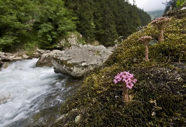 Caucasian Stonecrop (Sedum pilosum) flowering, growing on rocks in riverside habitat, Pontic Mountains, Anatolia