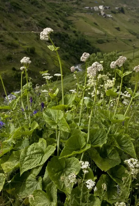Framed Print : Caucasian Valerian (Valeriana alliarifolia) flowering, growing on high grazing pasture, Anzar Yayla, Pontic Mountains Framed Print : Caucasian Valerian (Valeriana alliarifolia) flowering, growing on high grazing pasture, Anzar Yayla, Pontic Mountains