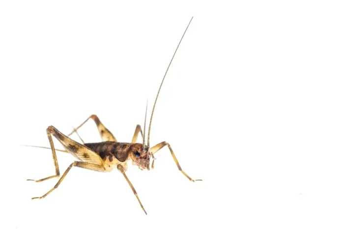 Framed Print : Cave Cricket (Petaloptila andreinii) adult Framed Print : Cave Cricket (Petaloptila andreinii) adult