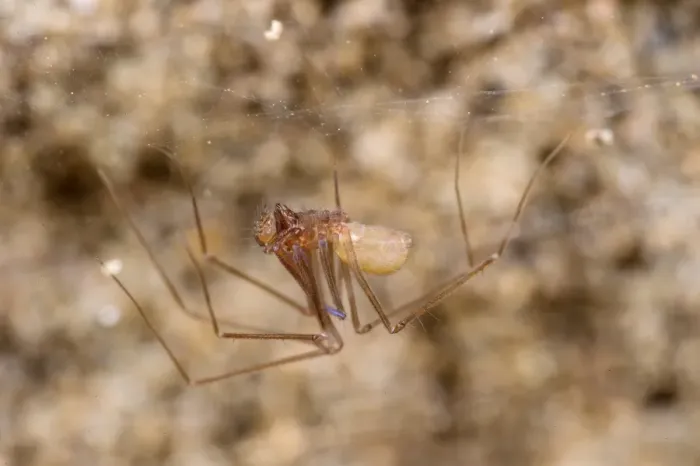 Framed Print : Cave Spider (Leptoneta crypticola) adult male, on web in cave, Grotta dell Orso, Ormea, Cuneo Province, Piedmont Framed Print : Cave Spider (Leptoneta crypticola) adult male, on web in cave, Grotta dell Orso, Ormea, Cuneo Province, Piedmont