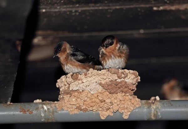 Cave Swallow (Petrochelidon fulva poeciloma) two adults, roosting at nest in cellar breeding site, Marshalls Pen