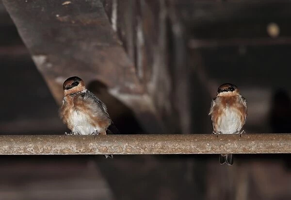 Cave Swallow (Petrochelidon fulva poeciloma) two adults, roosting in cellar breeding site, Marshalls Pen, Jamaica
