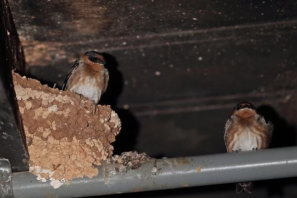 Cave Swallow (Petrochelidon fulva poeciloma) two adults, roosting at nest in cellar breeding site, Marshalls Pen