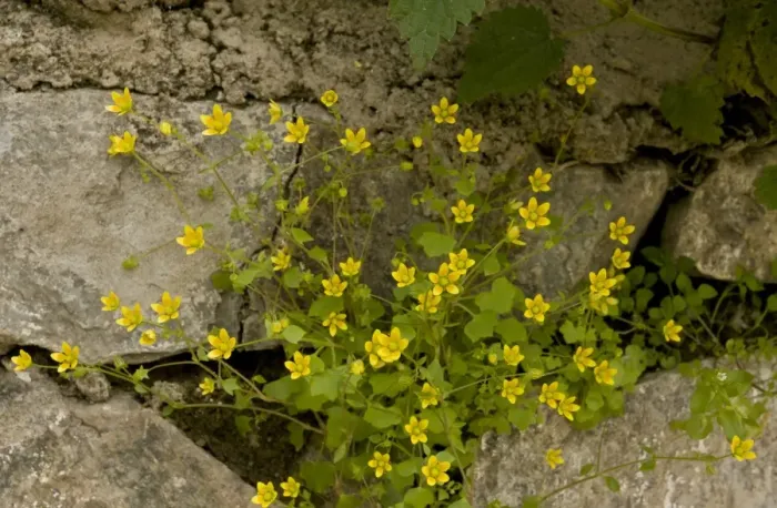 Framed Print : Celandine Saxifrage (Saxifraga cymbalaria) flowering, Pontic Mountains, Anatolia, Turkey, July Framed Print : Celandine Saxifrage (Saxifraga cymbalaria) flowering, Pontic Mountains, Anatolia, Turkey, July