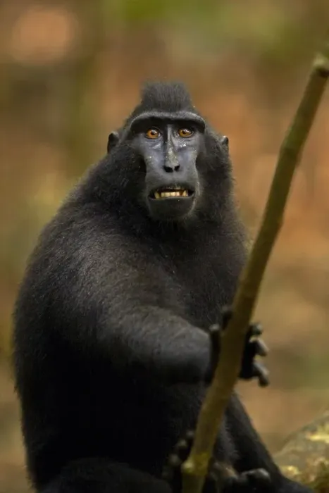 Framed Print : Celebes Crested Macaque (Macaca nigra) adult, baring teeth in forest, Tangkoko, Sulawesi, Indonesia Framed Print : Celebes Crested Macaque (Macaca nigra) adult, baring teeth in forest, Tangkoko, Sulawesi, Indonesia