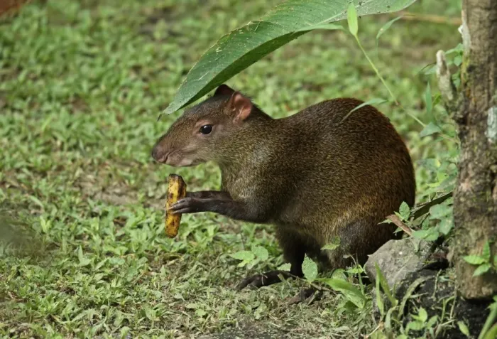Framed Print : Central American Agouti (Dasyprocta punctata) adult, feeding on banana, Canopy Lodge, El Valle, Panama, October Framed Print : Central American Agouti (Dasyprocta punctata) adult, feeding on banana, Canopy Lodge, El Valle, Panama, October