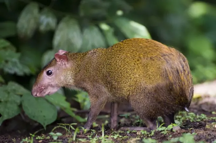 Framed Print : Central American Agouti (Dasyprocta punctata) adult, standing in lowland rainforest, Soberiana N. P. Panama Framed Print : Central American Agouti (Dasyprocta punctata) adult, standing in lowland rainforest, Soberiana N. P. Panama