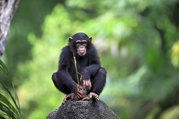 Central Chimpanzee (Pan troglodytes troglodytes) young, drinking, using stem as tool to soak up water from hole in rock