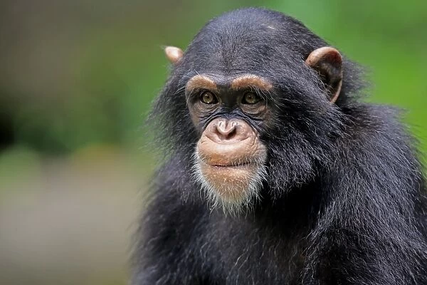 Central Chimpanzee (Pan troglodytes troglodytes) young, close-up of head (captive)
