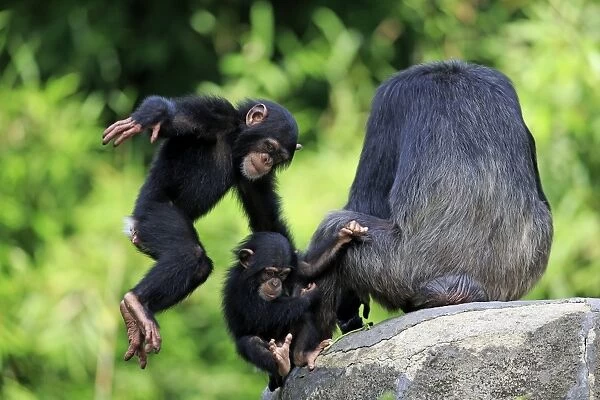 Central Chimpanzee (Pan troglodytes troglodytes) two young, playing beside adult female (captive)