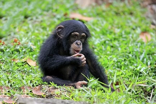 Central Chimpanzee (Pan troglodytes troglodytes) young, sitting on ground (captive)
