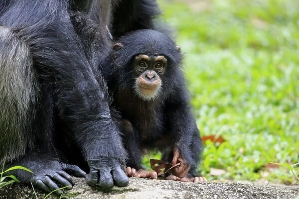 Central Chimpanzee (Pan troglodytes troglodytes) young, standing beside adult female (captive)