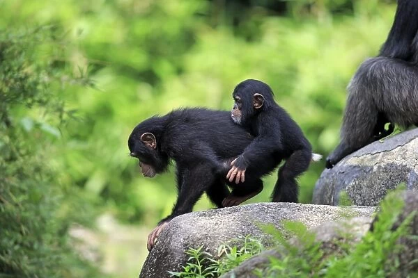 Central Chimpanzee (Pan troglodytes troglodytes) two young, playing beside adult female (captive)