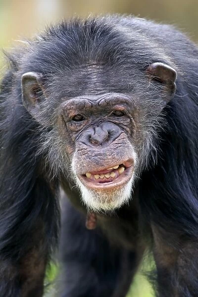 Central Chimpanzee (Pan troglodytes troglodytes) adult male, close-up of head, with mouth open (captive)
