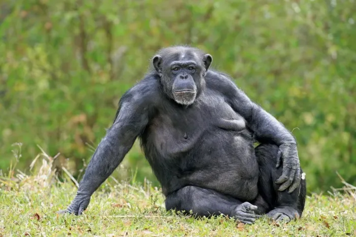 Framed Print : Central Chimpanzee (Pan troglodytes troglodytes) adult female, sitting on grass (captive) Framed Print : Central Chimpanzee (Pan troglodytes troglodytes) adult female, sitting on grass (captive)