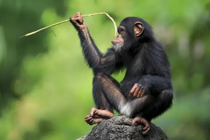 Framed Print : Central Chimpanzee (Pan troglodytes troglodytes) young, drinking, using stem as tool to soak up water from hole in rock