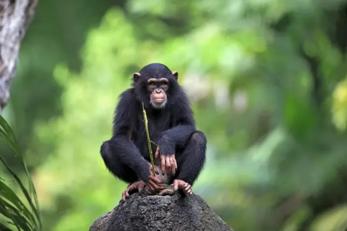 Framed Print : Central Chimpanzee (Pan troglodytes troglodytes) young, drinking, using stem as tool to soak up water from hole in rock Framed Print : Central Chimpanzee (Pan troglodytes troglodytes) young, drinking, using stem as tool to soak up water from hole in rock