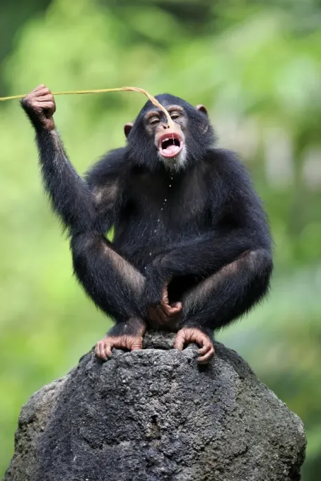 Framed Print : Central Chimpanzee (Pan troglodytes troglodytes) young, drinking, using stem as tool to soak up water from hole in rock Framed Print : Central Chimpanzee (Pan troglodytes troglodytes) young, drinking, using stem as tool to soak up water from hole in rock