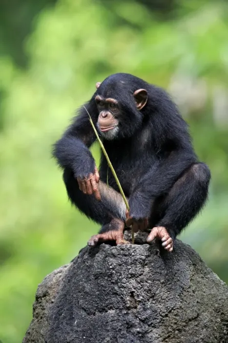 Framed Print : Central Chimpanzee (Pan troglodytes troglodytes) young, drinking, using stem as tool to soak up water from hole in rock Framed Print : Central Chimpanzee (Pan troglodytes troglodytes) young, drinking, using stem as tool to soak up water from hole in rock
