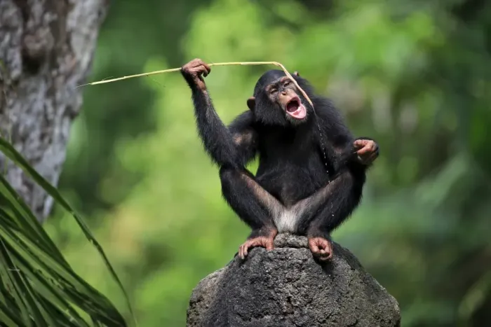 Framed Print : Central Chimpanzee (Pan troglodytes troglodytes) young, drinking, using stem as tool to soak up water from hole in rock Framed Print : Central Chimpanzee (Pan troglodytes troglodytes) young, drinking, using stem as tool to soak up water from hole in rock