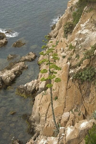 Century Plant (Agave americana) introduced species, garden escapee growing on coastal cliff, Blanes, Costa Brava