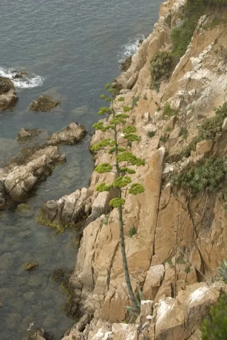 Framed Print : Century Plant (Agave americana) introduced species, garden escapee growing on coastal cliff, Blanes, Costa Brava Framed Print : Century Plant (Agave americana) introduced species, garden escapee growing on coastal cliff, Blanes, Costa Brava