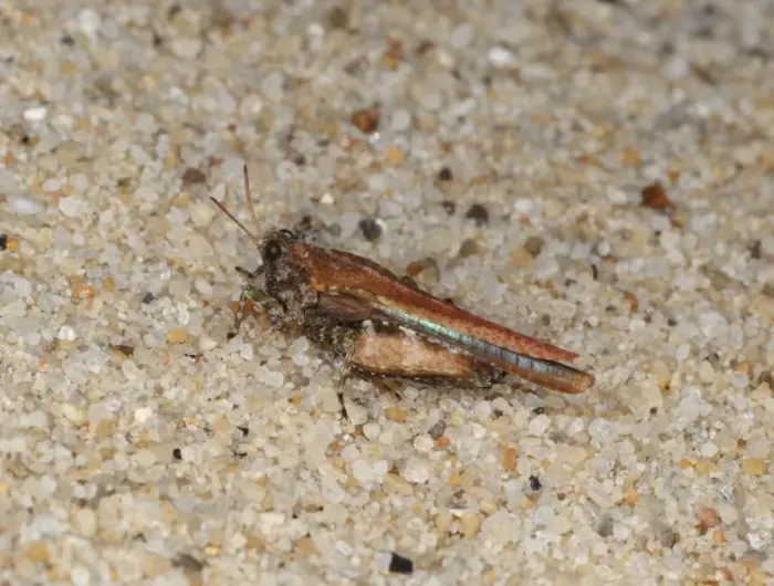 Framed Print : Cepero's Groundhopper (Tetrix ceperoi) adult, on sandy beach, Studland, Dorset, England, may Framed Print : Cepero's Groundhopper (Tetrix ceperoi) adult, on sandy beach, Studland, Dorset, England, may