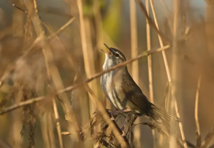 Framed Print : Cetti's Warbler (Cettia cetti) adult, singing, perched on reed stem in reedbed, Norfolk, England, april Framed Print : Cetti's Warbler (Cettia cetti) adult, singing, perched on reed stem in reedbed, Norfolk, England, april