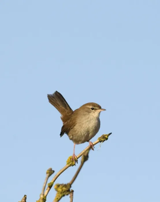 Framed Print : Cetti's Warbler (Cettia cetti) adult, perched on twig, Norfolk, England, april Framed Print : Cetti's Warbler (Cettia cetti) adult, perched on twig, Norfolk, England, april