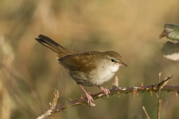 Framed Print : Cetti's Warbler (Cettia cetti) adult, perched on bramble stem, Norfolk, England, april Framed Print : Cetti's Warbler (Cettia cetti) adult, perched on bramble stem, Norfolk, England, april