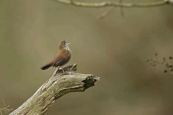Cettis Warbler (Cettia cetti) adult, singing, perched on branch, Suffolk, England, April