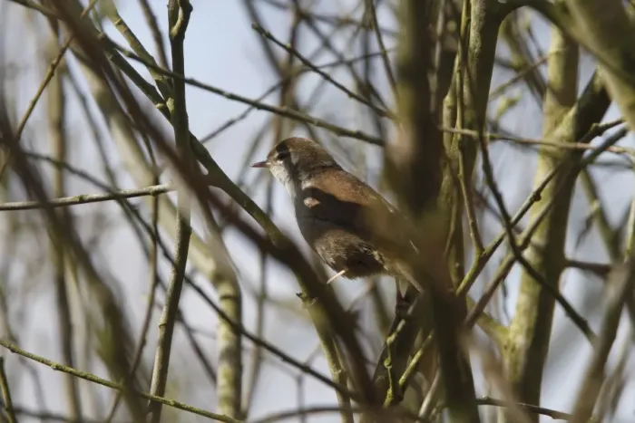 Framed Print : Cettis Warbler at RSPB Minsmere Suffolk, spring