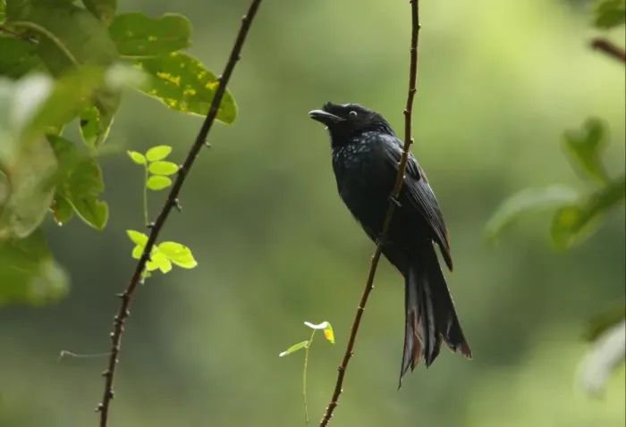 Framed Print : Ceylon Crested Drongo (Dicrurus lophorhinus) adult, perched on stem, Sinharaja Forest N. P. Sri Lanka, december