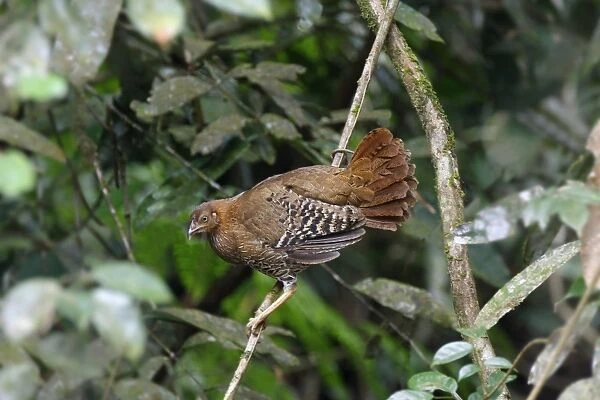 Ceylon Junglefowl (Gallus lafayetii) adult female, clinging to branch in lowland rainforest, Sinharaja Forest Reserve