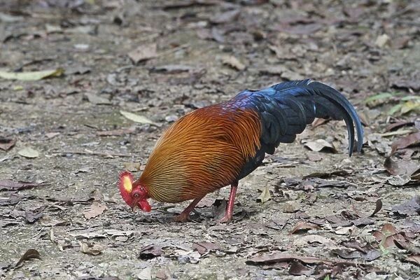 Ceylon Junglefowl (Gallus lafayetii) adult male, foraging on ground in lowland rainforest, Sinharaja Forest Reserve