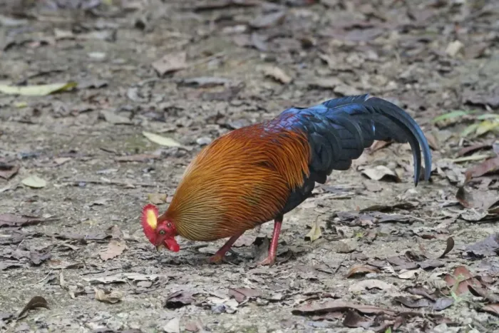 Framed Print : Ceylon Junglefowl (Gallus lafayetii) adult male, foraging on ground in lowland rainforest, Sinharaja Forest Reserve